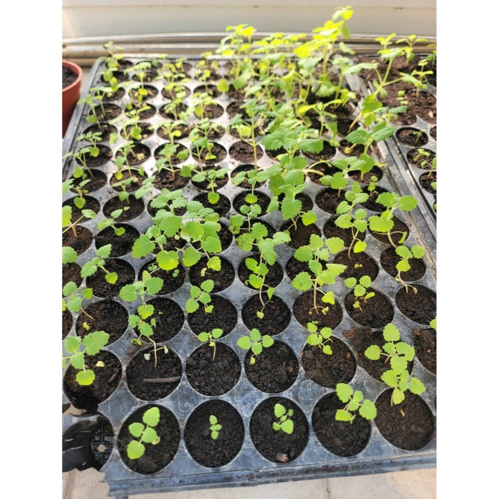 【寵物專用、無藥劑處理】寵物牧草 貓薄荷種子買二送一 貓草 適用貓食用的寵物牧草 富美農場 新鮮 ! 自然 !-細節圖5