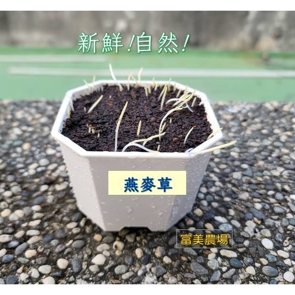 【寵物專用、無藥劑處理】寵物牧草 燕麥草種子買二送一 貓草 貓草種子 寵物牧草種子  富美農場 新鮮 ! 自然 !-細節圖2