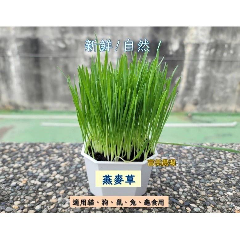 【寵物專用、無藥劑處理】寵物牧草 燕麥草種子買二送一 貓草 貓草種子 寵物牧草種子  富美農場 新鮮 ! 自然 !-細節圖3