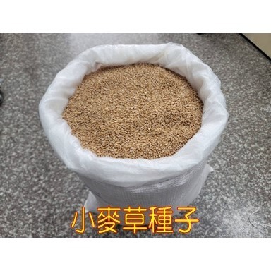 【寵物專用、無藥劑處理】寵物牧草小麥草種子(1公斤) 貓草種子 寵物牧草種子 富美農場 新鮮 ! 自然 !-細節圖2