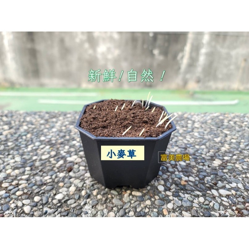 【寵物專用、無藥劑處理】寵物牧草小麥草種子(1公斤) 貓草種子 寵物牧草種子 富美農場 新鮮 ! 自然 !-細節圖3