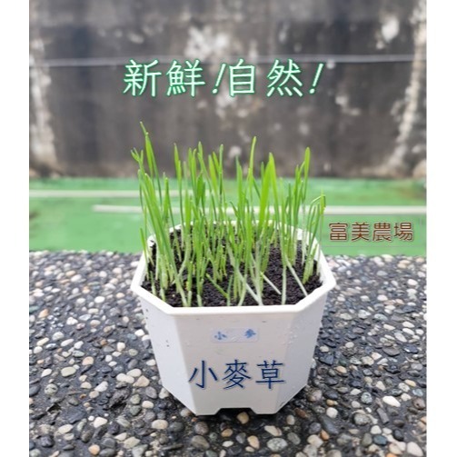 【寵物專用、無藥劑處理】寵物牧草小麥草種子(1公斤) 貓草種子 寵物牧草種子 富美農場 新鮮 ! 自然 !-細節圖4