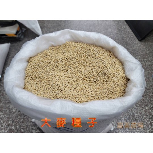 【寵物專用、無藥劑處理】寵物牧草 大麥草種子(1公斤)貓草種子 寵物牧草種子  富美農場 新鮮 ! 自然 !-細節圖2