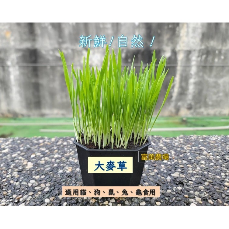 【寵物專用、無藥劑處理】寵物牧草 大麥草種子(1公斤)貓草種子 寵物牧草種子  富美農場 新鮮 ! 自然 !-細節圖3
