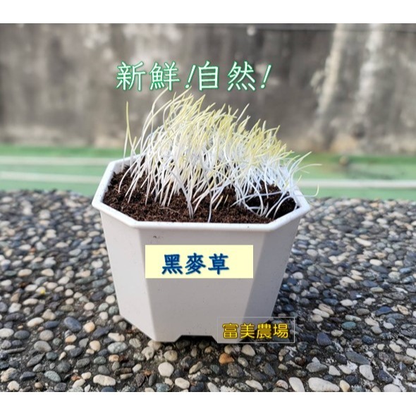 【寵物專用、無藥劑處理】寵物牧草 黑麥草種子買二送一  新鮮貓草 貓草種子 寵物牧草種子 富美農場 新鮮 ! 自然 !-細節圖2