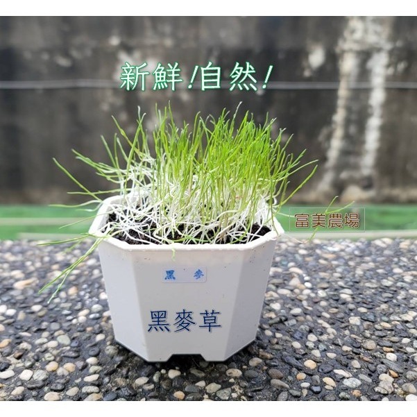 【寵物專用、無藥劑處理】寵物牧草 黑麥草種子買二送一  新鮮貓草 貓草種子 寵物牧草種子 富美農場 新鮮 ! 自然 !-細節圖3