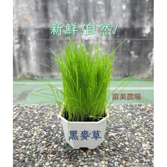 【寵物專用、無藥劑處理】寵物牧草 黑麥草種子買二送一  新鮮貓草 貓草種子 寵物牧草種子 富美農場 新鮮 ! 自然 !-細節圖4