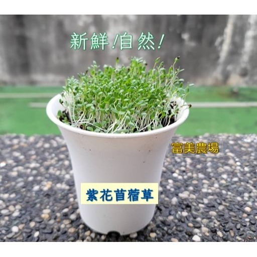 【寵物專用、無藥劑處理】寵物牧草 苜蓿草種子買二送一 貓草 貓草種子 寵物牧草種子🌿 富美農場 新鮮 ! 自然 !-細節圖2