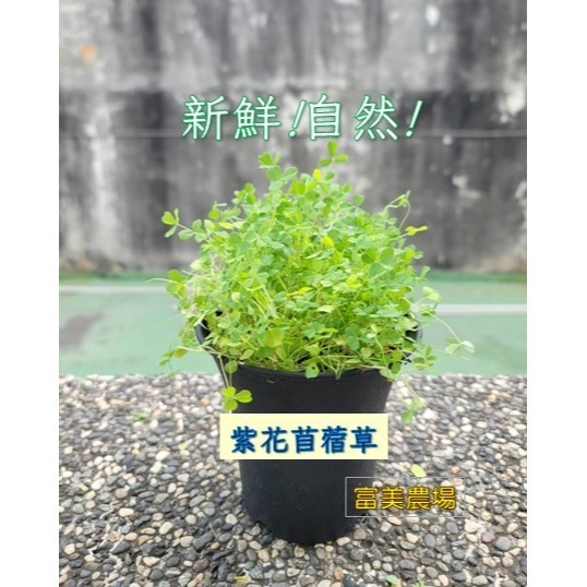 【寵物專用、無藥劑處理】寵物牧草 苜蓿草種子買二送一 貓草 貓草種子 寵物牧草種子🌿 富美農場 新鮮 ! 自然 !-細節圖3