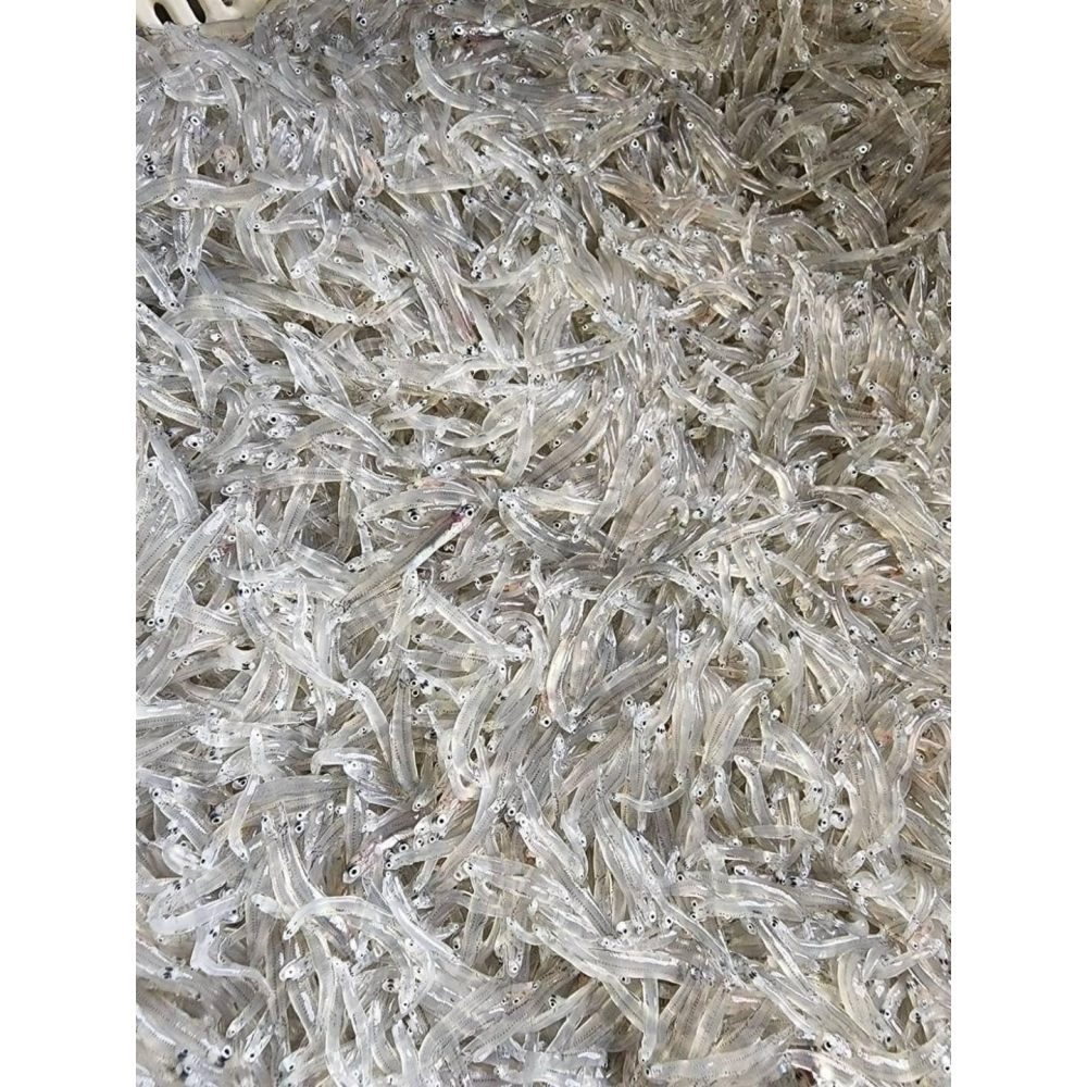 生凍吻仔魚-細節圖2