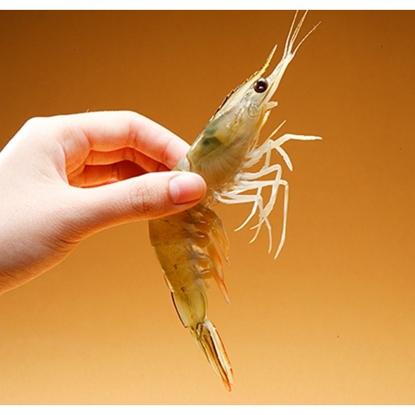 藍鑽蝦 30/40-細節圖3