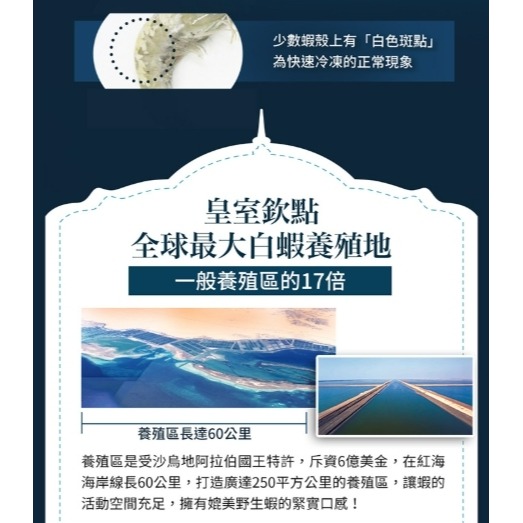 藍鑽蝦 30/40-細節圖6