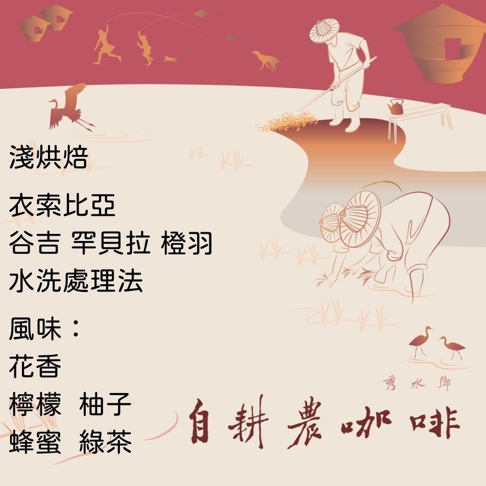 衣索比亞 谷吉 罕貝拉 橙羽 水洗 G1