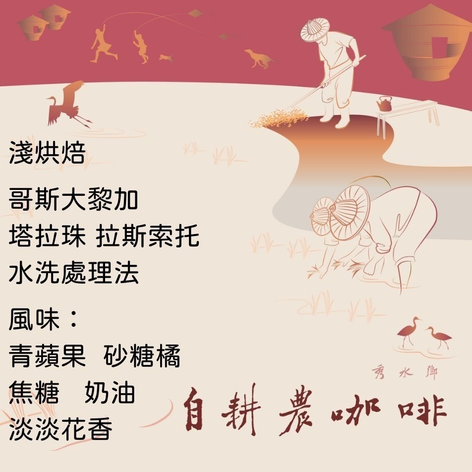 哥斯大黎加 塔拉珠 拉斯索托 水洗