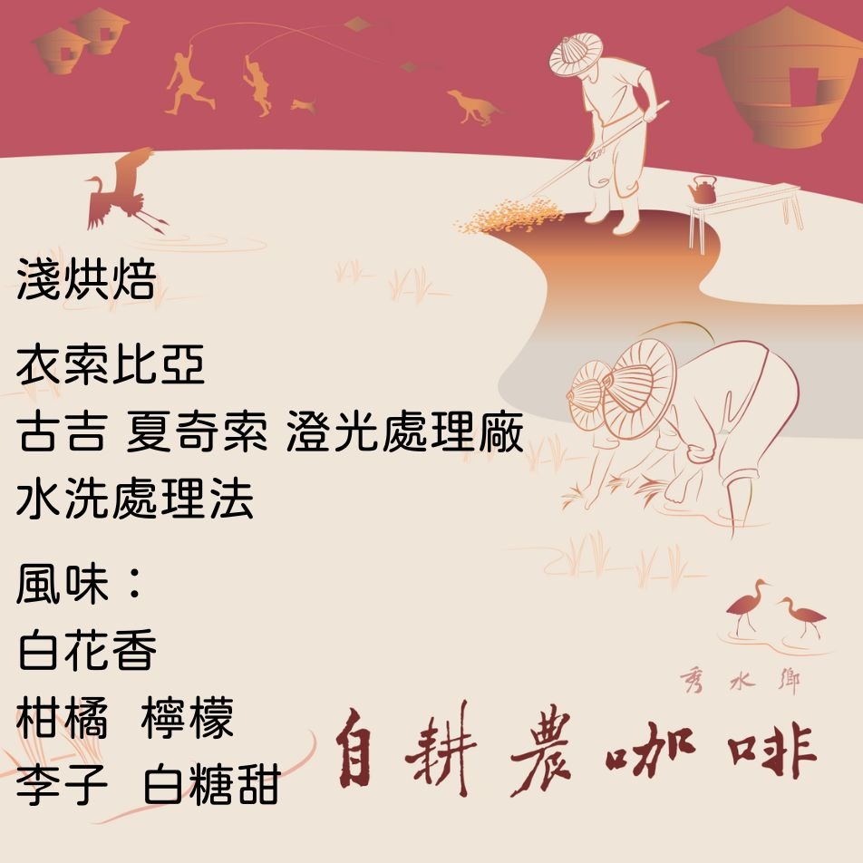 衣索比亞 谷吉 夏奇索 澄光處理廠 水洗 G1