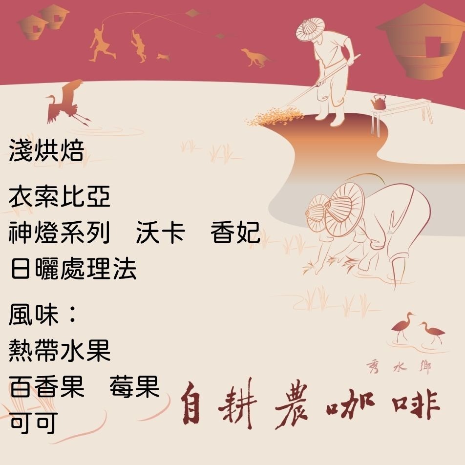 衣索比亞 神燈系列 香妃 日曬
