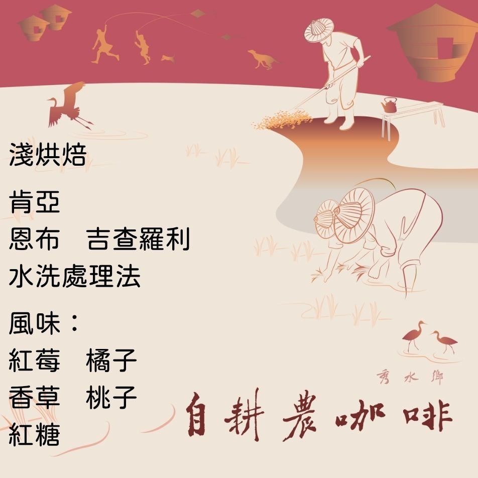 肯亞 恩布 吉查羅利 水洗
