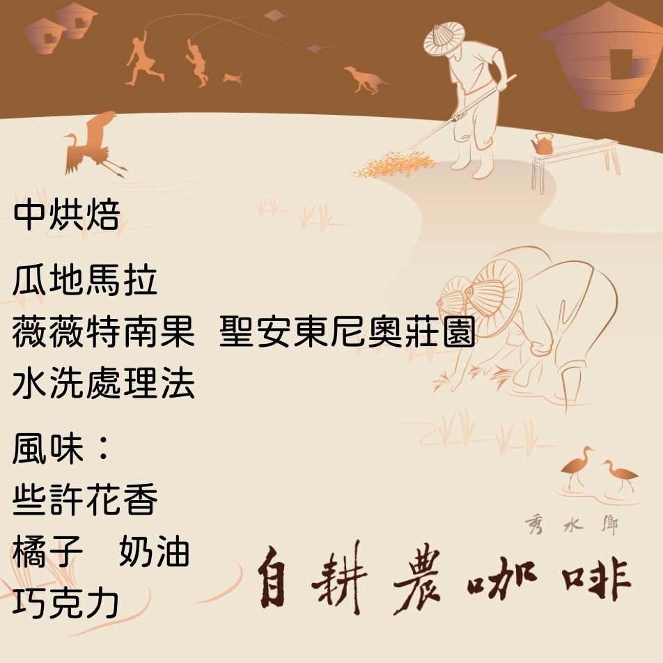 瓜地馬拉 微微特南果 聖安東尼奧莊園 水洗