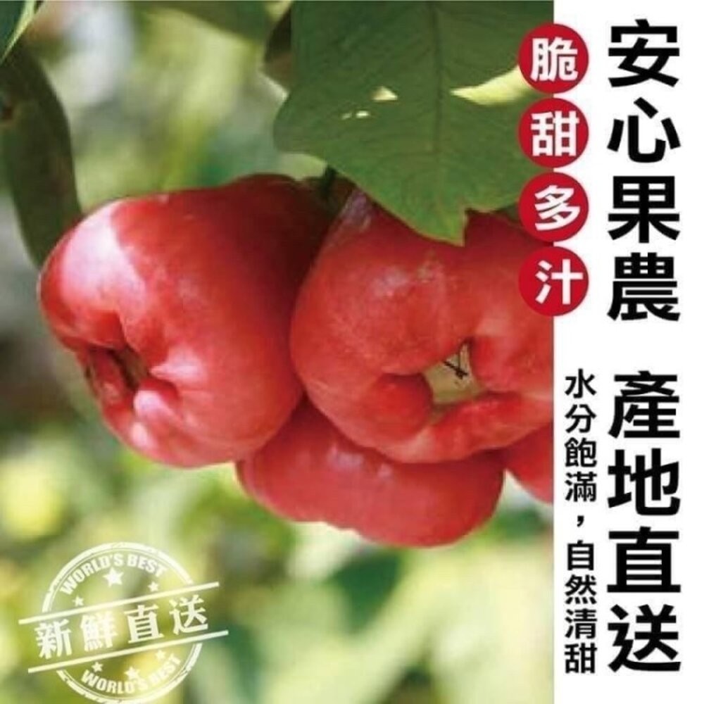 嘉義黑糖芭比蓮霧3斤±10%含盒 0運費【果之蔬】台灣蓮霧 黑糖蓮霧 LV等級蓮霧 蓮霧界LV-細節圖2