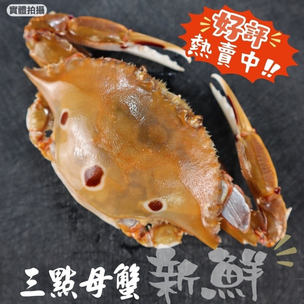 活凍野生三點母蟹(每隻約150g-170g)【海陸管家】滿額免運 三點蟹 母蟹 生蟹 螃蟹-細節圖5
