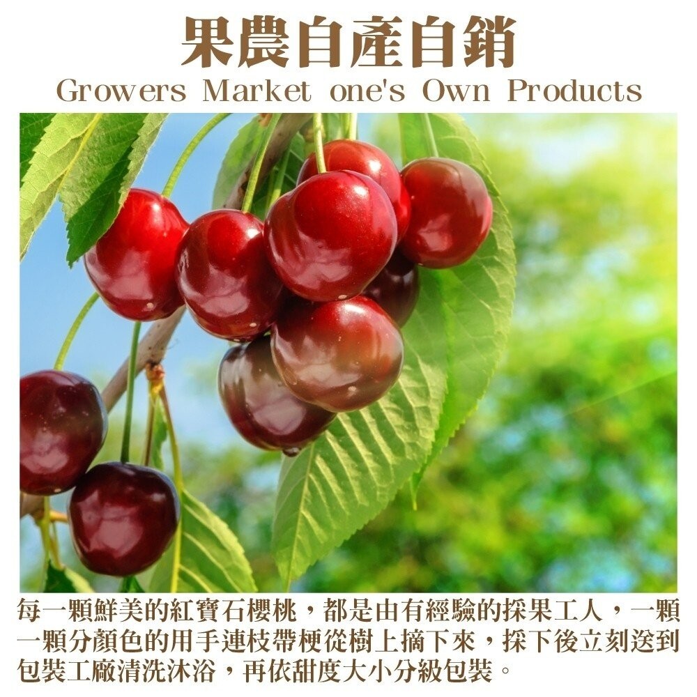 Reid/Hansen 澳洲Tasmanian塔斯馬尼亞櫻桃600g分裝禮盒 0運費【果之蔬】澳洲櫻桃 櫻桃禮盒 年節禮-細節圖3