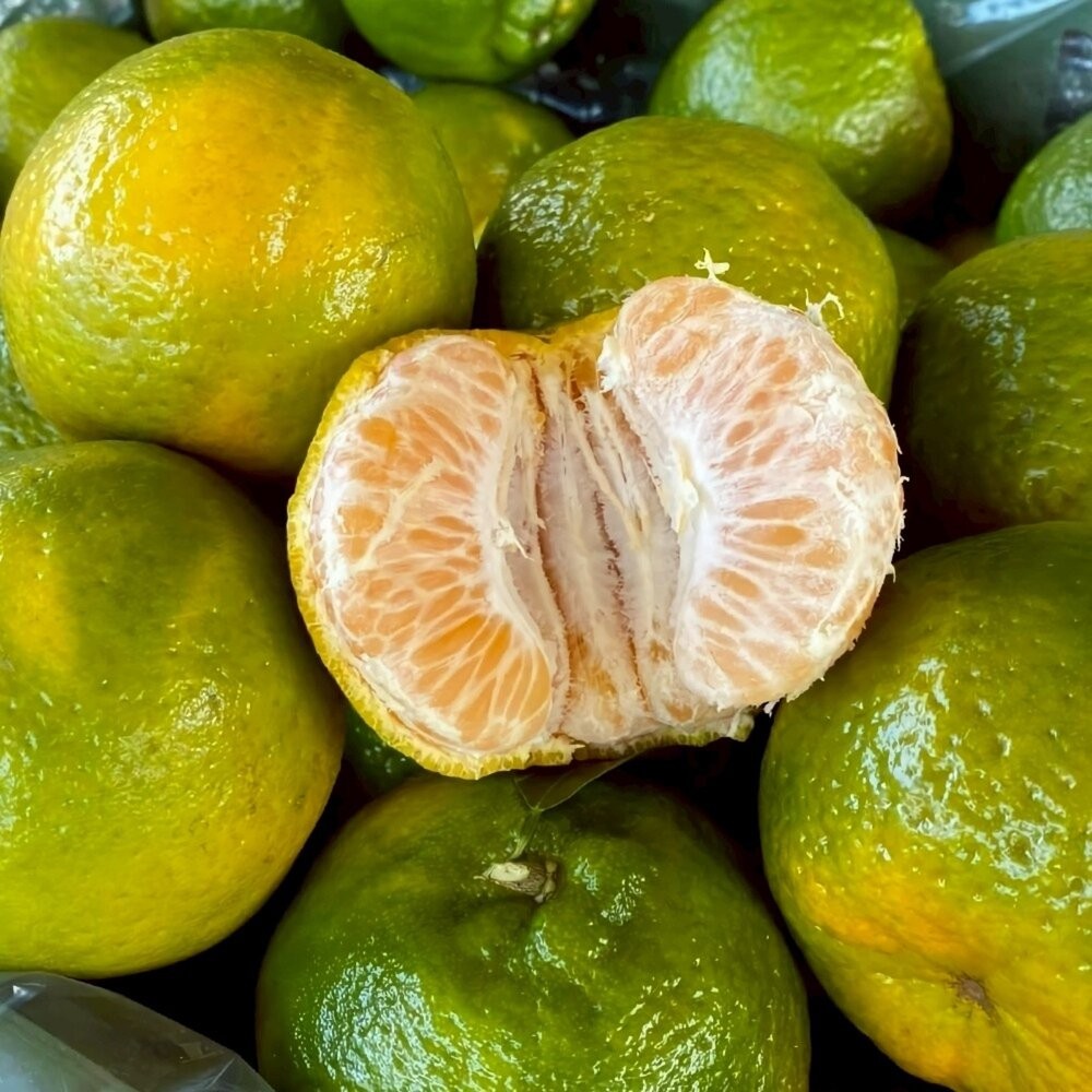 台中老欉椪柑王 0運費【果農直配】橘子 柑橘 椪柑-細節圖2