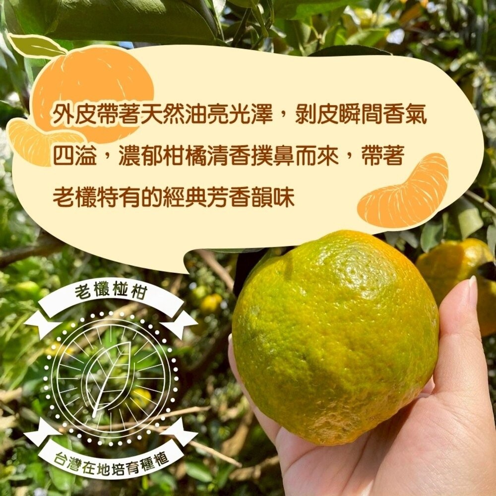 台中老欉椪柑王 0運費【果農直配】橘子 柑橘 椪柑-細節圖3
