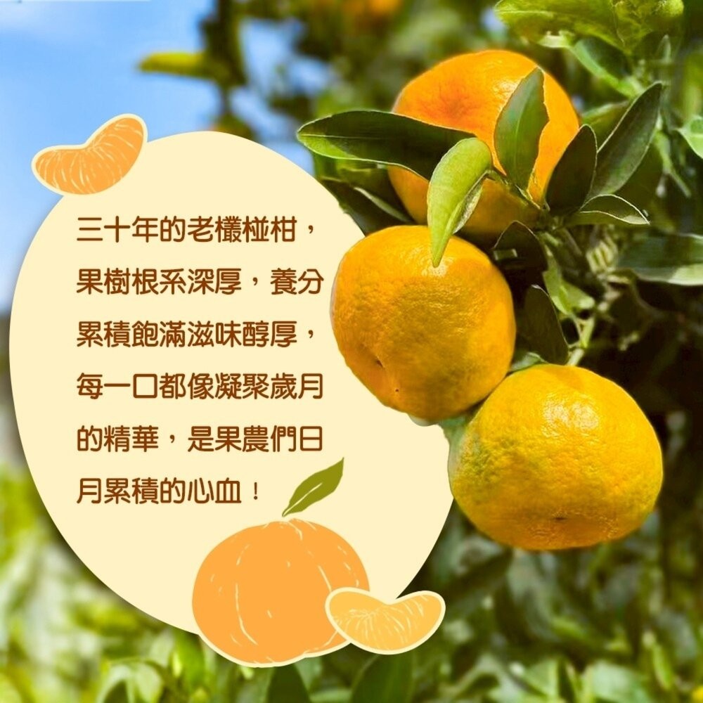 台中老欉椪柑王 0運費【果農直配】橘子 柑橘 椪柑-細節圖4