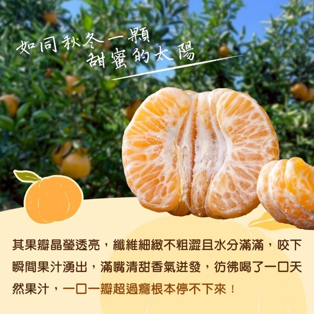 台中老欉椪柑王 0運費【果農直配】橘子 柑橘 椪柑-細節圖5