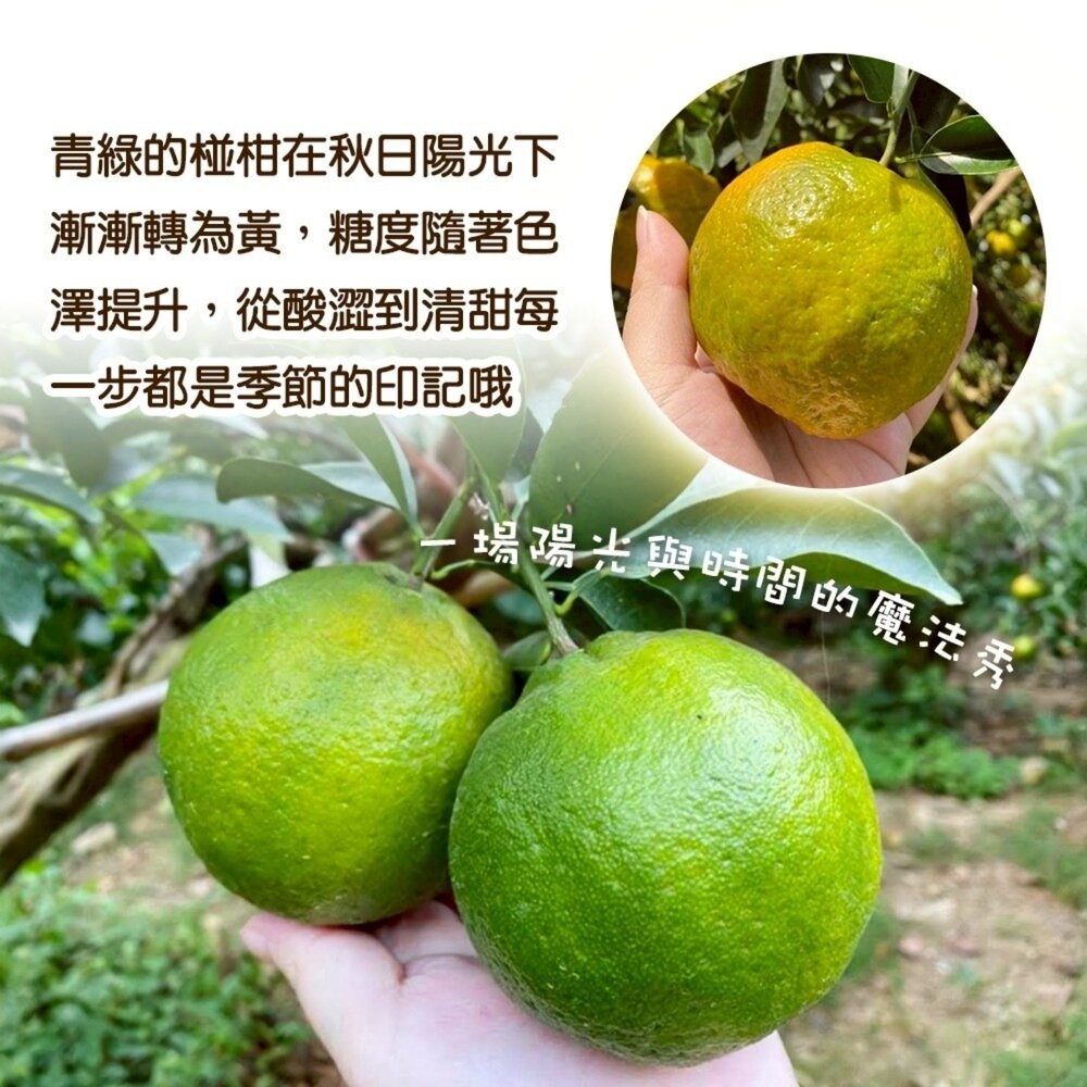 台中老欉椪柑王 0運費【果農直配】橘子 柑橘 椪柑-細節圖6