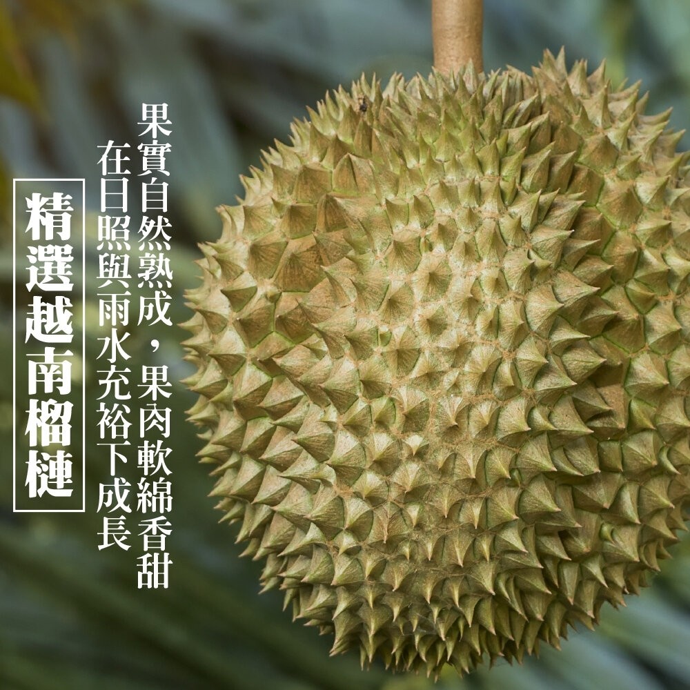 越南金枕頭榴槤原箱11kg±10%含箱／3-4入 0運費【天天鮮配】進口榴槤 越南榴槤-細節圖2