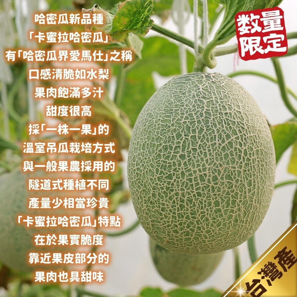 台灣卡蜜拉紅肉哈密瓜 0運費【果之蔬】台灣哈密瓜 台灣哈蜜瓜 哈蜜瓜 紅肉哈密瓜 紅肉哈蜜瓜-細節圖2