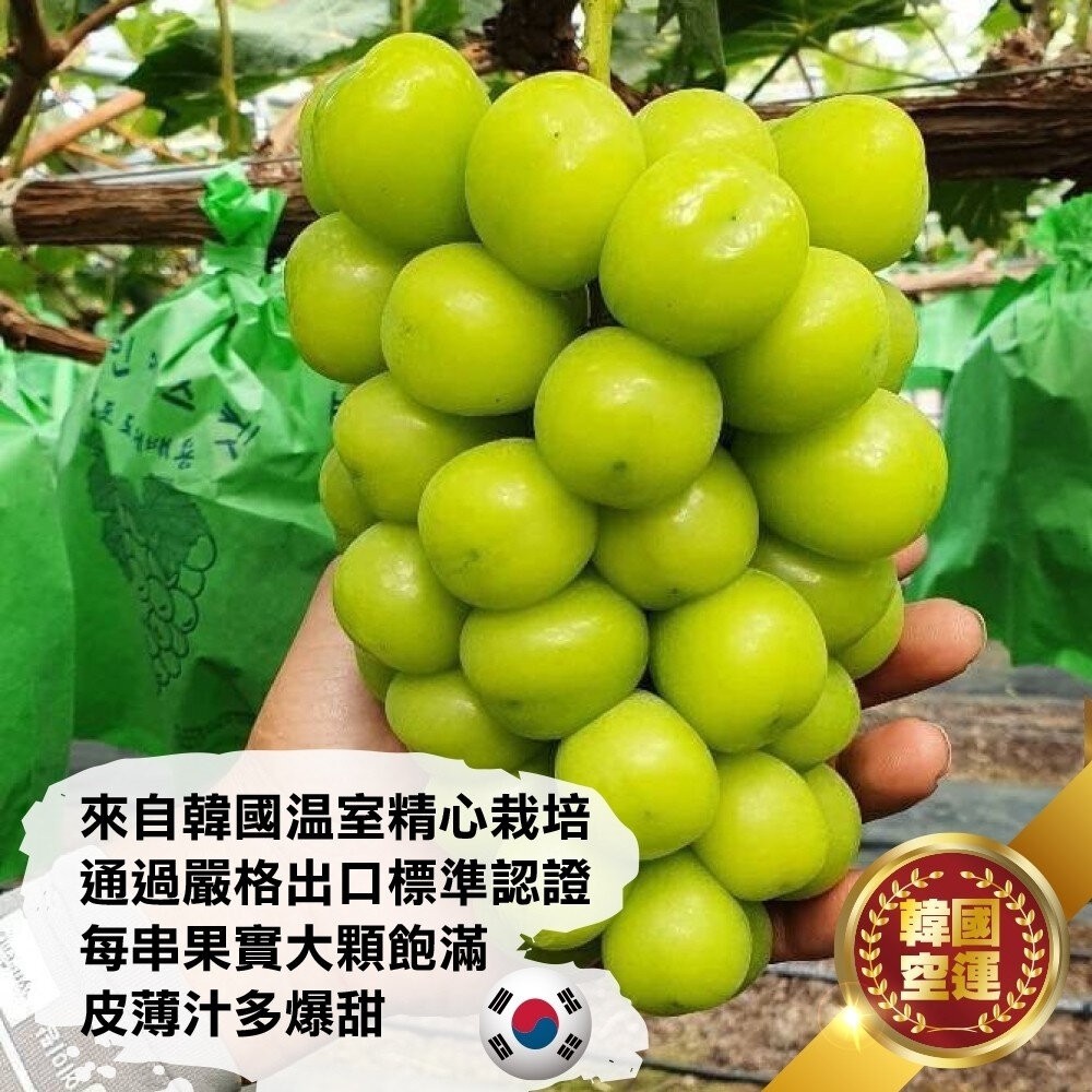韓國空運無籽麝香葡萄(每盒500g-600g) 0運費【果之蔬】韓國葡萄 無籽葡萄 綠葡萄 進口葡萄 空運葡萄-細節圖3
