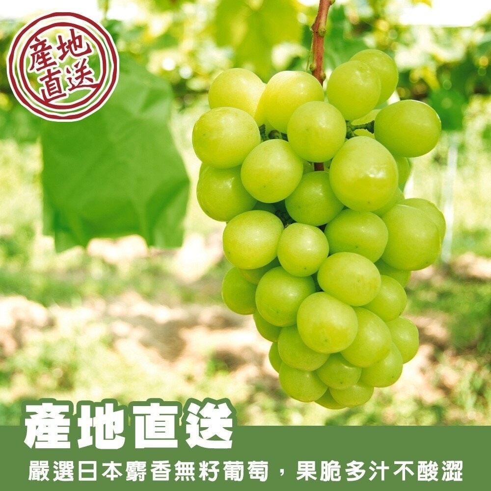 日本空運麝香葡萄特大房禮盒(每串670-750g) 0運費【果之蔬】日本葡萄 無籽葡萄 綠葡萄 日本綠葡萄 日本水果-細節圖3