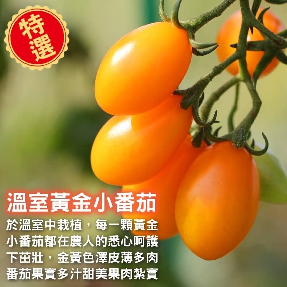 嚴選台灣黃金小番茄(每盒600g±10%) 0運費【果農直配】黃金小蕃茄 黃金番茄 黃金蕃茄 小蕃茄-細節圖2