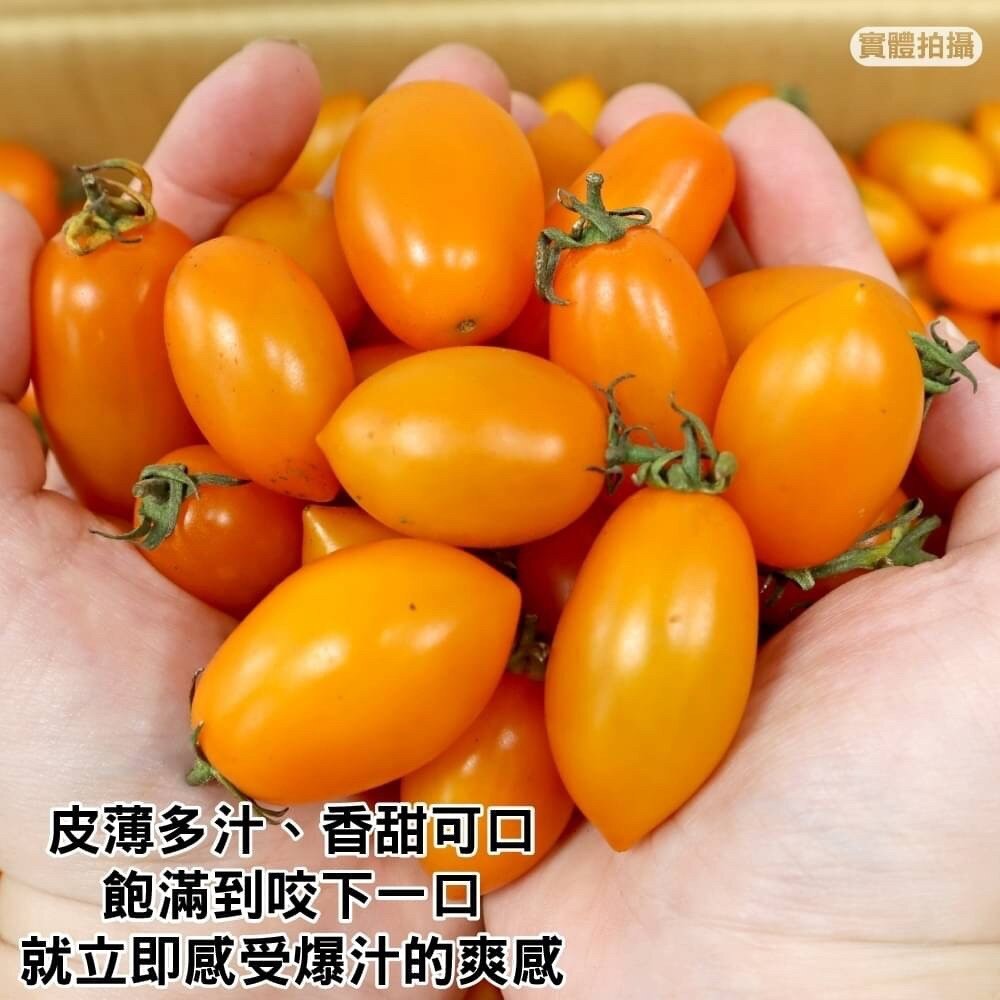 嚴選台灣黃金小番茄(每盒600g±10%) 0運費【果農直配】黃金小蕃茄 黃金番茄 黃金蕃茄 小蕃茄-細節圖5