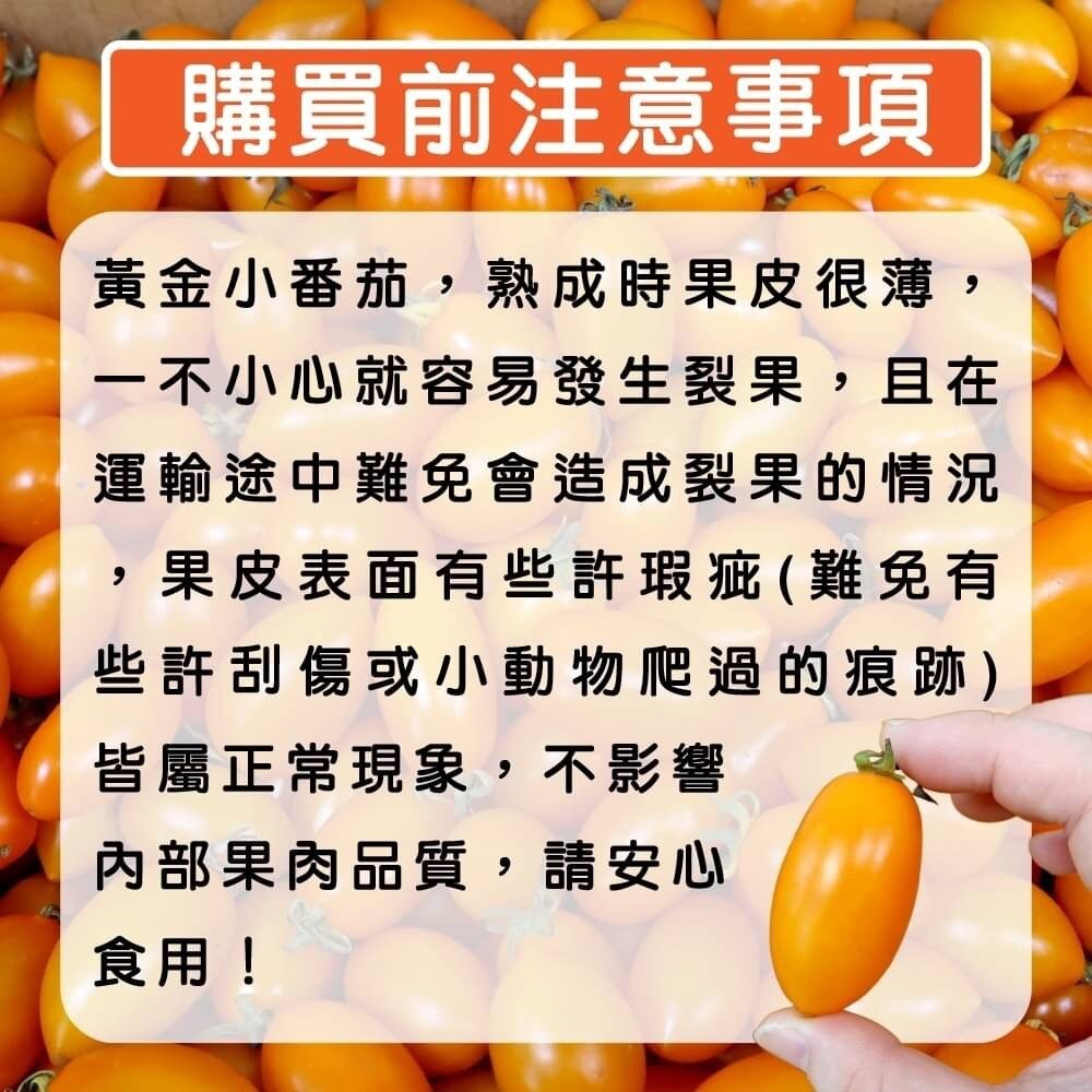 嚴選台灣黃金小番茄(每盒600g±10%) 0運費【果農直配】黃金小蕃茄 黃金番茄 黃金蕃茄 小蕃茄-細節圖6