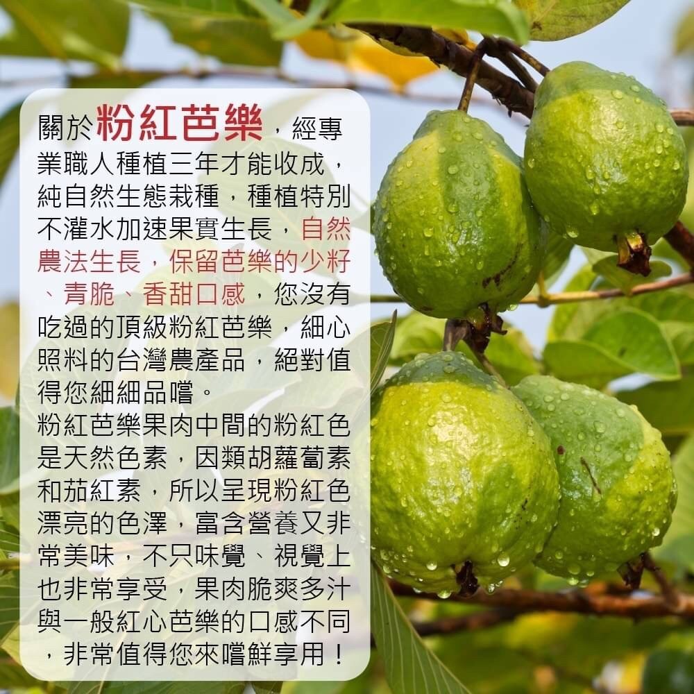 粉紅蜜芭樂【果農直配】全省免運-細節圖2