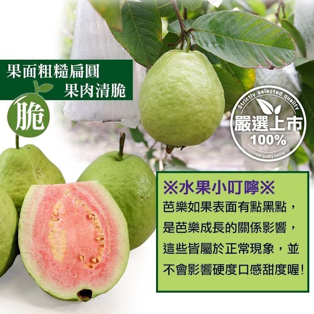 粉紅蜜芭樂【果農直配】全省免運-細節圖6