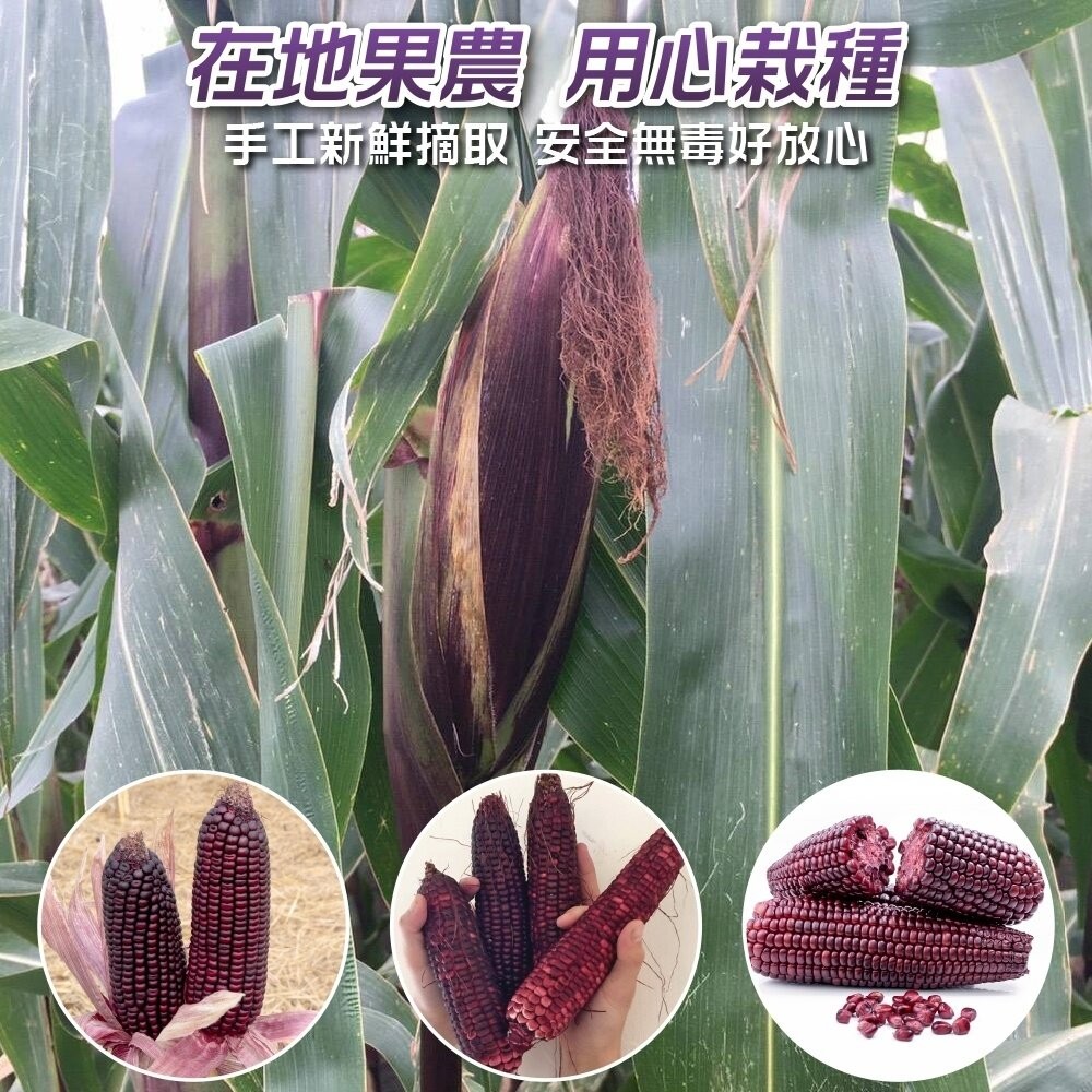 黑寶水果玉米 0運費【果農直配】-細節圖3