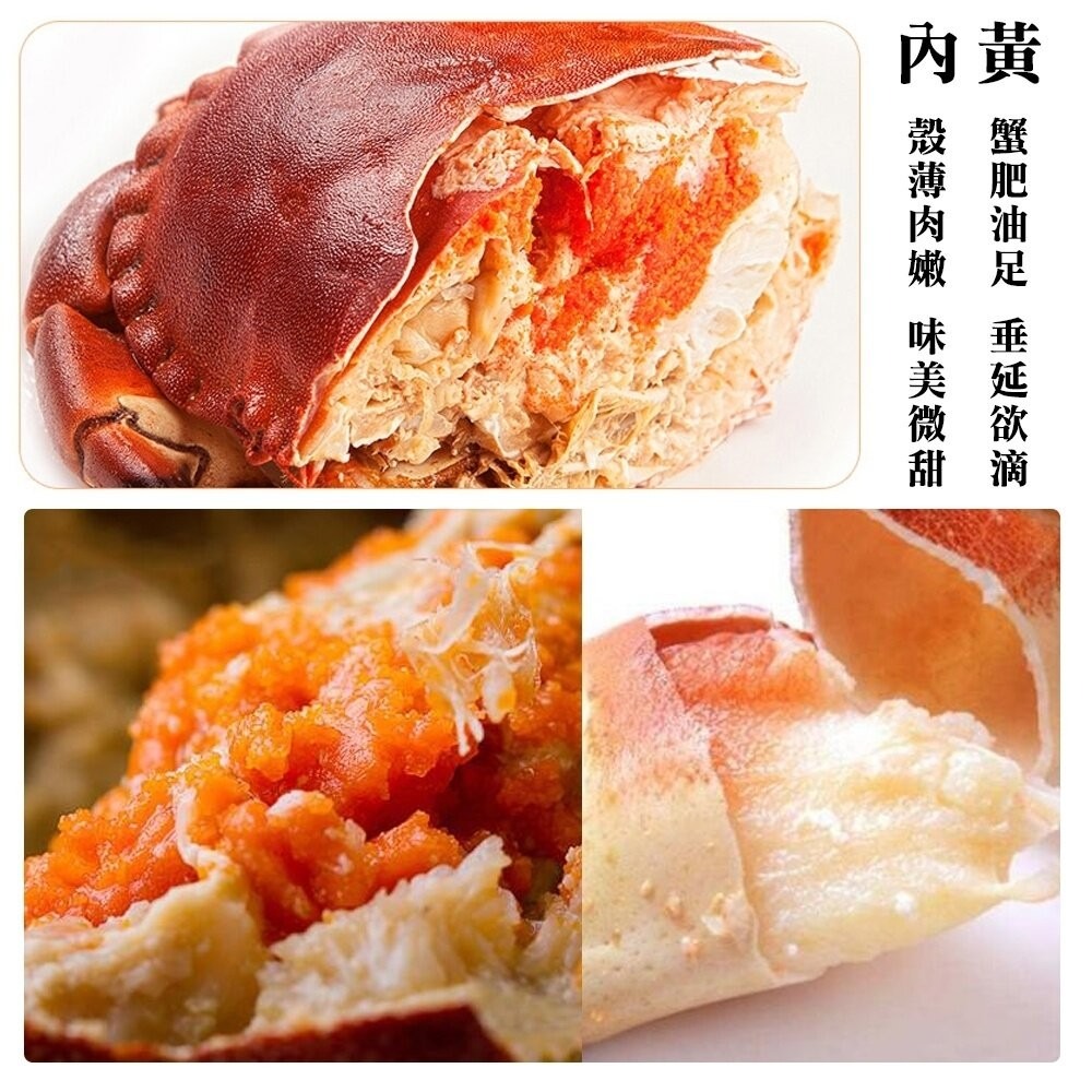英國頂級霸王蟹(每隻400g-600g)【海陸管家】滿額免運-細節圖4