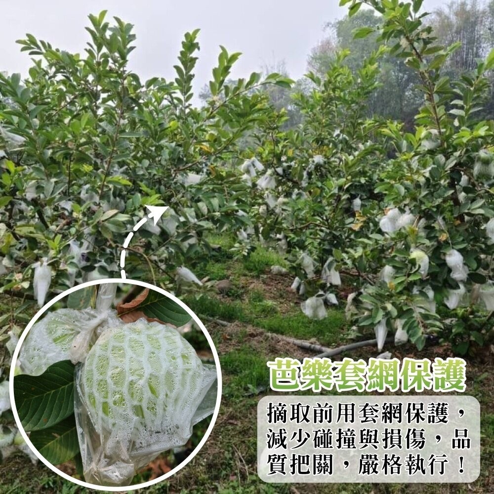 燕巢大顆牛奶珍珠芭樂 0運費【果農直配】白芭樂 大顆芭樂 燕巢芭樂 白肉芭樂 牛奶芭樂-細節圖3