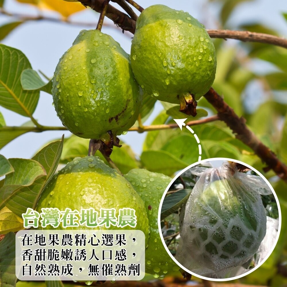 燕巢大顆牛奶珍珠芭樂 0運費【果農直配】白芭樂 大顆芭樂 燕巢芭樂 白肉芭樂 牛奶芭樂-細節圖2