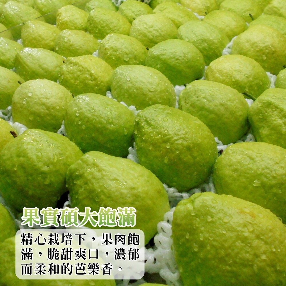 燕巢大顆牛奶珍珠芭樂 0運費【果農直配】白芭樂 大顆芭樂 燕巢芭樂 白肉芭樂 牛奶芭樂-細節圖4