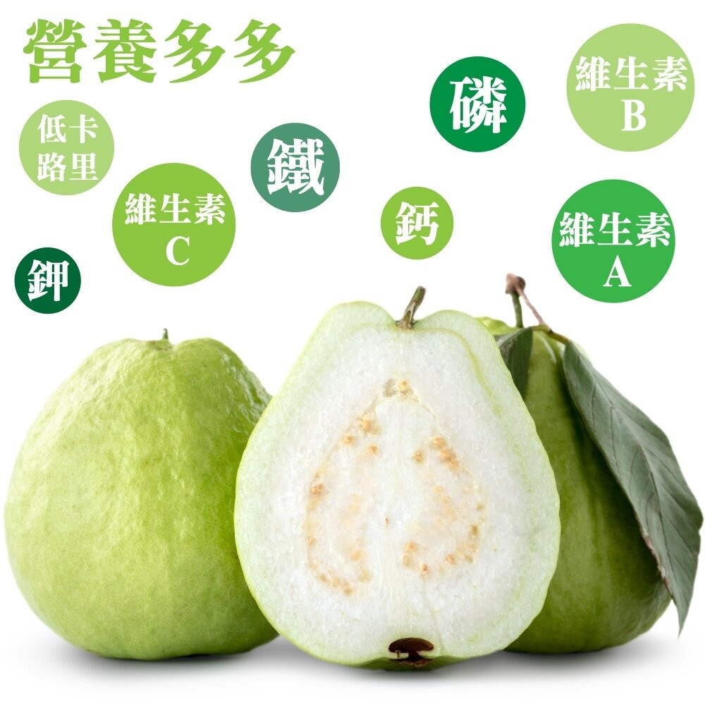 燕巢大顆牛奶珍珠芭樂 0運費【果農直配】白芭樂 大顆芭樂 燕巢芭樂 白肉芭樂 牛奶芭樂-細節圖6