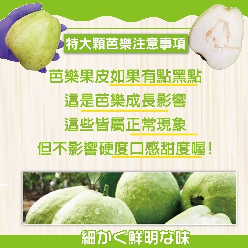 燕巢大顆牛奶珍珠芭樂 0運費【果農直配】白芭樂 大顆芭樂 燕巢芭樂 白肉芭樂 牛奶芭樂-細節圖7