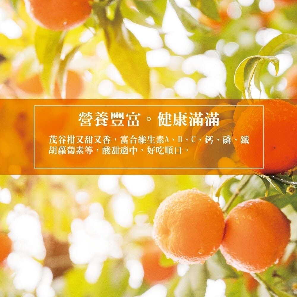 台灣茂谷柑禮盒 0運費【果農直配】柑橘 台灣柑 台灣橘子 椪柑 水果禮盒 年節禮盒-細節圖5