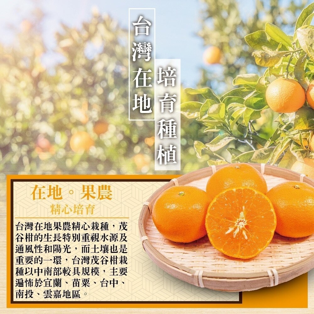 台灣茂谷柑禮盒 0運費【果農直配】柑橘 台灣柑 台灣橘子 椪柑 水果禮盒 年節禮盒-細節圖7
