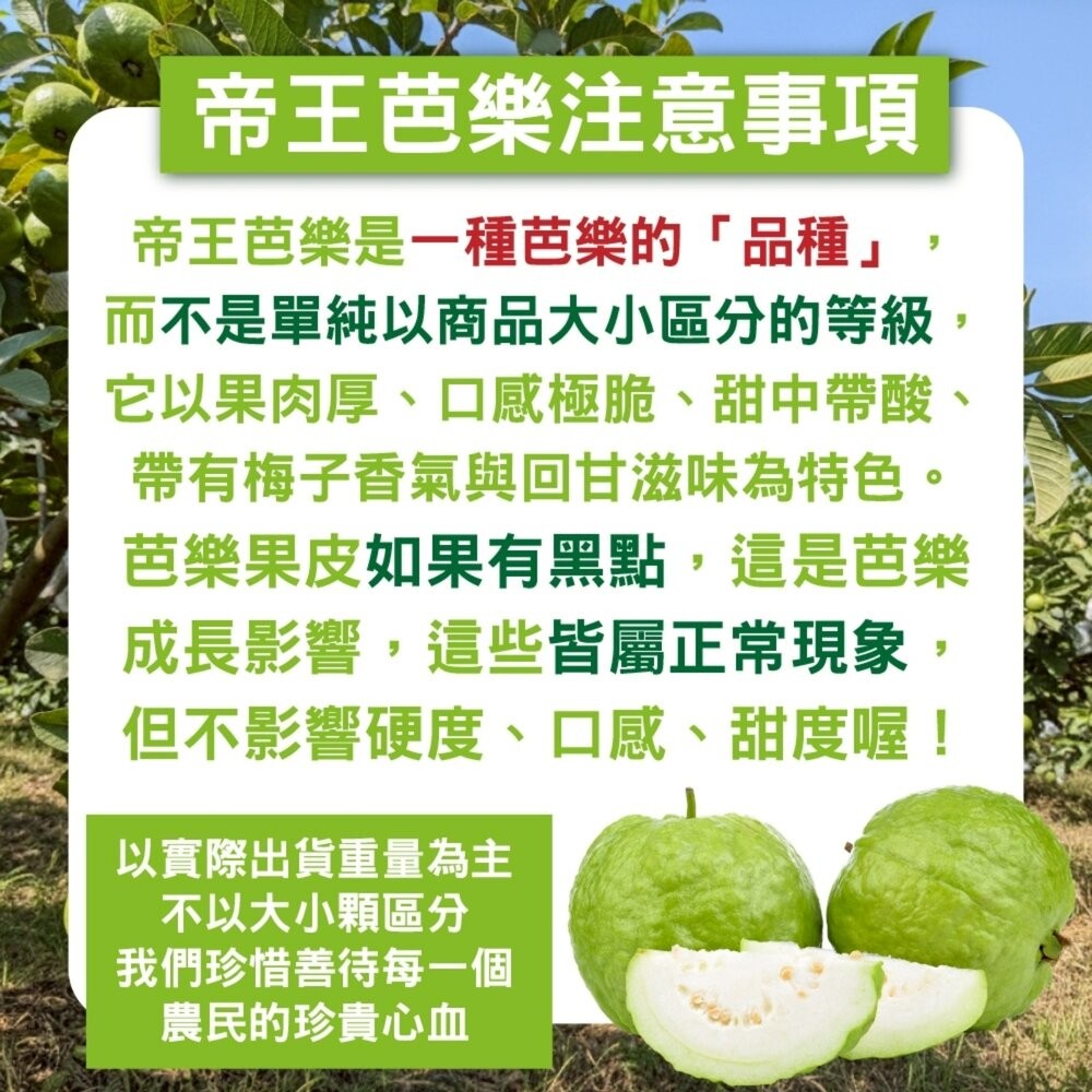 嚴選台灣帝王芭樂 0運費【果農直配】台灣芭樂 白芭樂 土芭樂-細節圖7