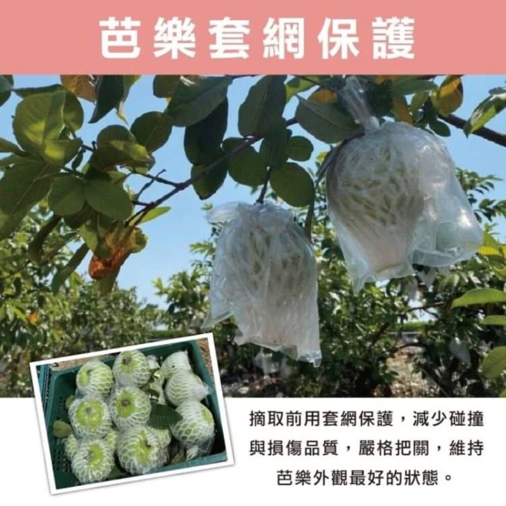嚴選台灣帝王芭樂 0運費【果農直配】台灣芭樂 白芭樂 土芭樂-細節圖3